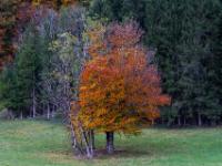 Leuchtender Herbstbaum und bereits kahler Baum auf Wiese